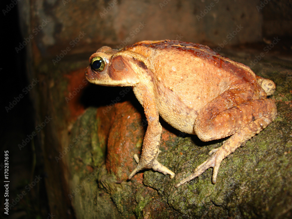 Obraz premium Frog relaxing
