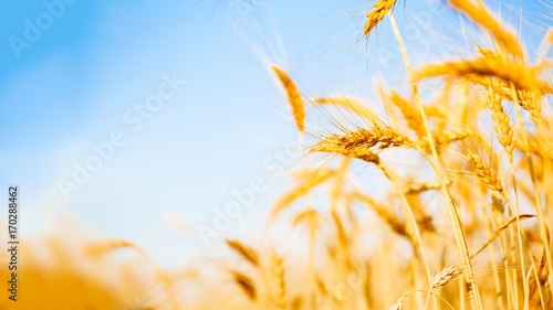 Picture of wheat crop on defocused background