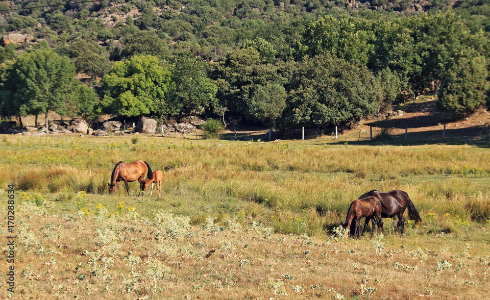 Obraz premium Wild horses