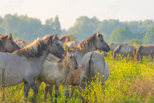 Herd of horses in a field at sunrise in summer © Naj