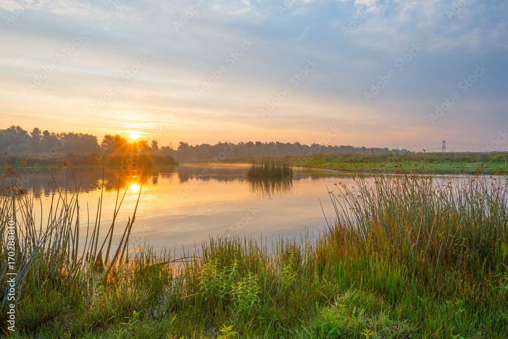 Shore of a pond at sunrise in summer