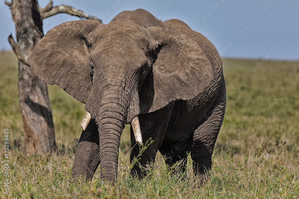 Close Up Elephant Matriarch