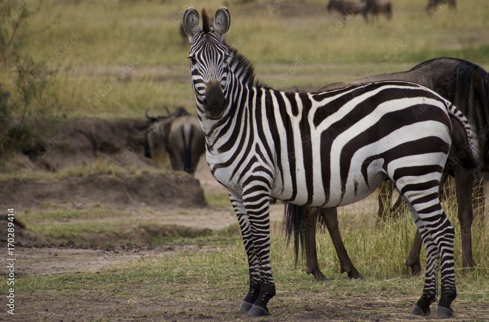 Obraz premium Serengeti Plains Zebra