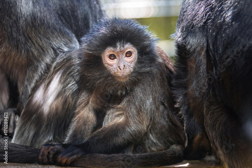 The lutung monkey portrait