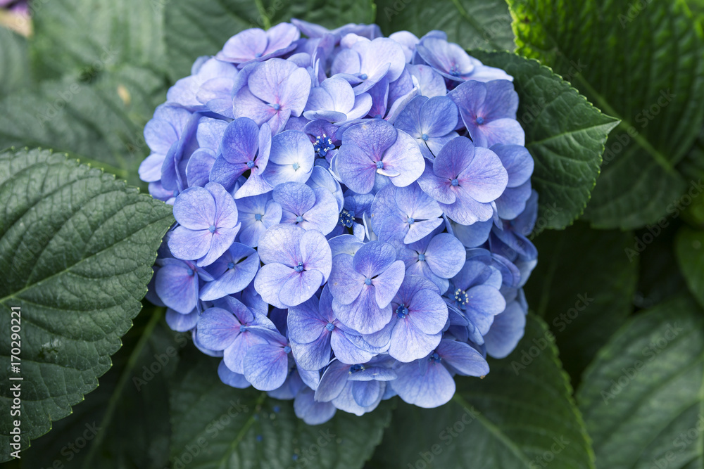 Blue hydrangea over dark green leaf background Blue hydrangea over dark green leaf background