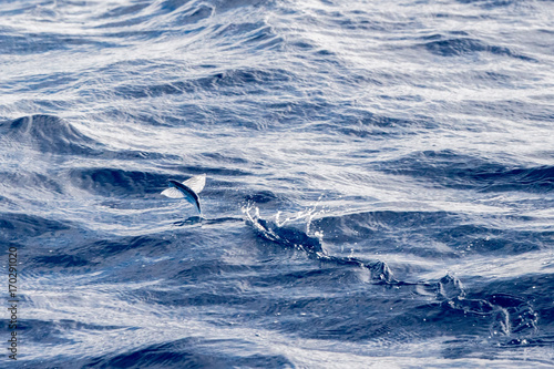Leinwand Poster Flying Fish over blue ocean