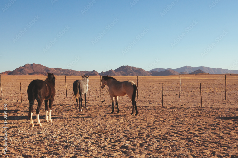 Horses in the desert
