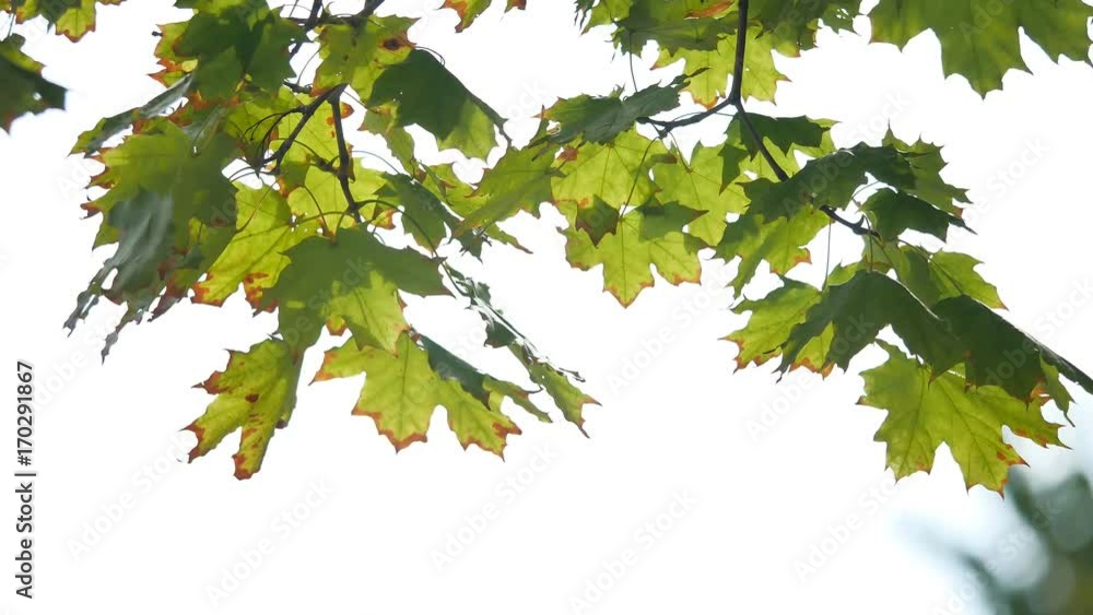 Green nature background with maple leaves. Green maple leaves sunlight background Green nature background with maple leaves. Green maple leaves sunlight background