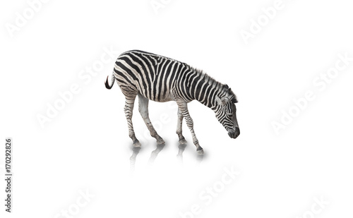 Portrait of Zebra isolated on white background clipping path 