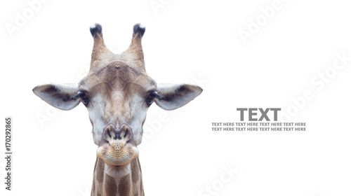 Fototapeta Naklejka Na Ścianę i Meble -  giraffe's face isolated isolated on white background