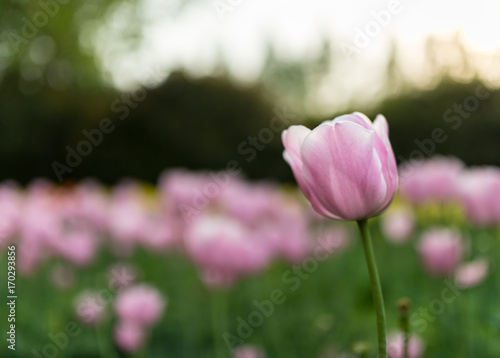 Pink tulip with blur background