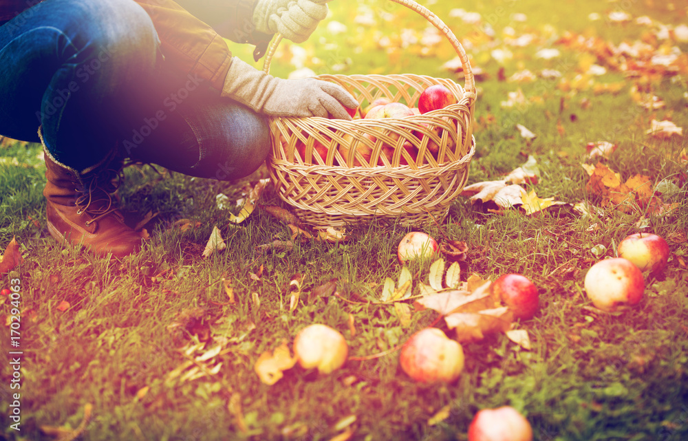 woman with basket picking apples at autumn garden woman with basket picking apples at autumn garden