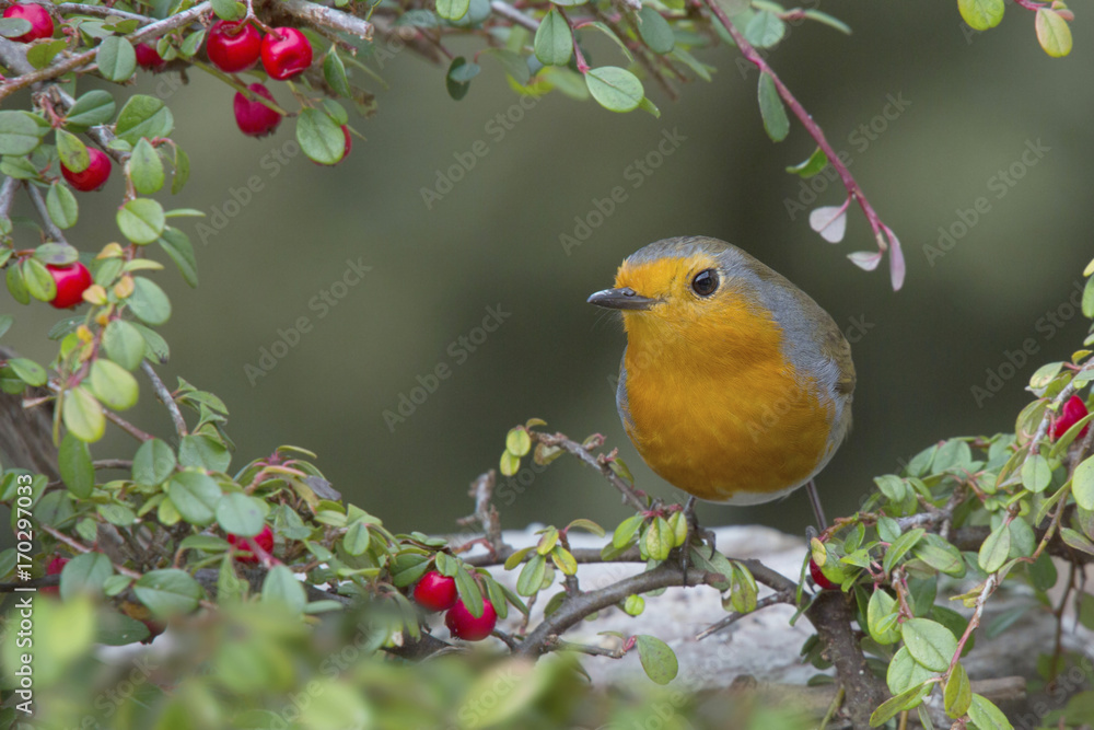 Rotkehlchen (Erithacus rubecula) sitzt auf Zweig Rotkehlchen (Erithacus rubecula) sitzt auf Zweig