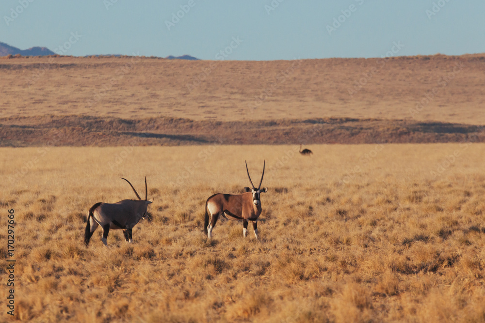 Oryx & Gemsbok in nature Oryx & Gemsbok in nature