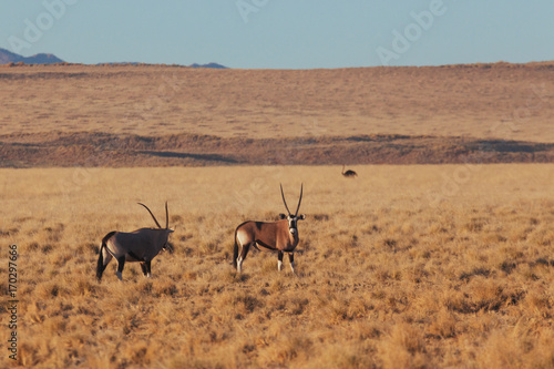 Oryx   Gemsbok in nature