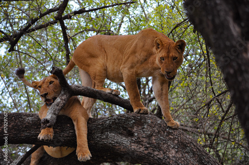 Two lionesses in a tree in Lake Manyara National Park, Tanzania.