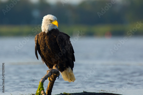 Eagle Perched on branch in water