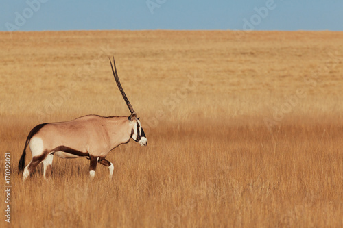 Canvastavla Oryx & Gemsbok in nature