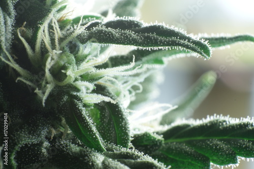 Принти на полотні Cannabis Close Up