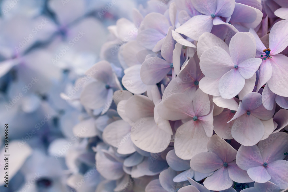 Beautiful purple Hydrangea flowers, natural background with shallow depth of field and selective focus. Beautiful purple Hydrangea flowers, natural background with shallow depth of field and selective focus.