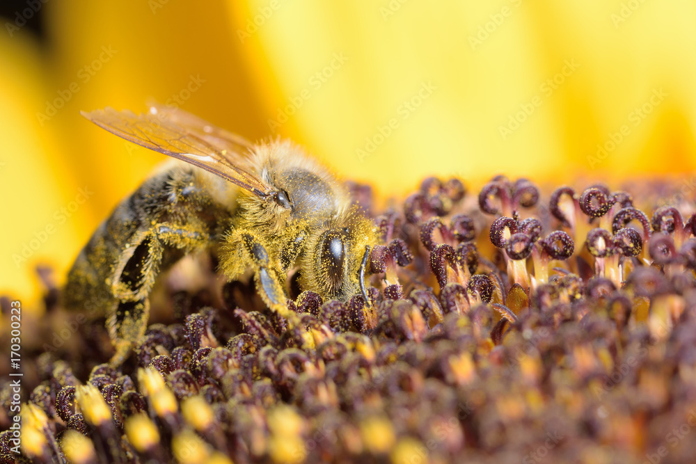 Biene in Sonnenblume helianthus annuus makro