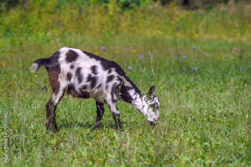 A goat grazes on a green meadow in summer © shymar27