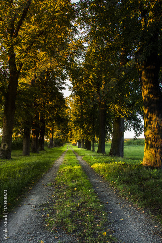 Fototapeta Naklejka Na Ścianę i Meble -  The path throught forest with green grass and moss. Choose the right way.