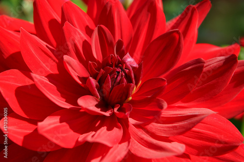 Fototapeta Naklejka Na Ścianę i Meble -  Red Decorative Dahlia Elke C.