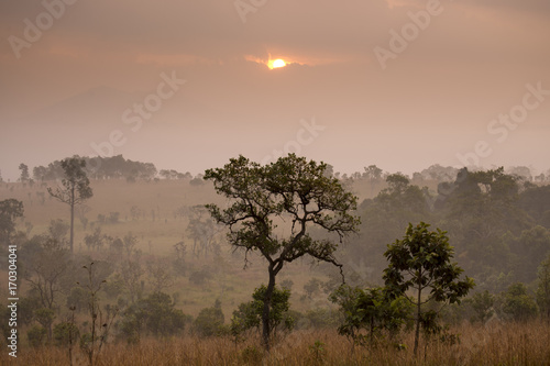 Sunrise with landscape tropical forest view during winter.