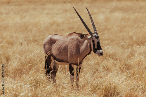 Foto Oryx & Gemsbok in nature