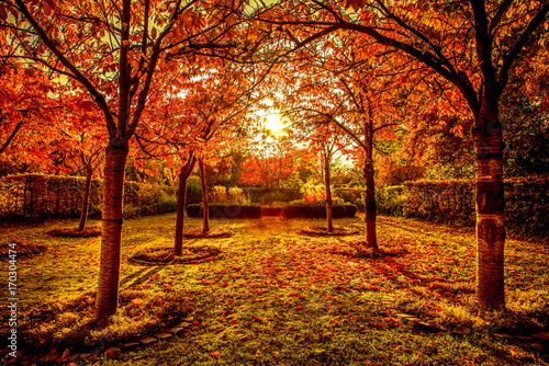 Red trees in autumn in a park