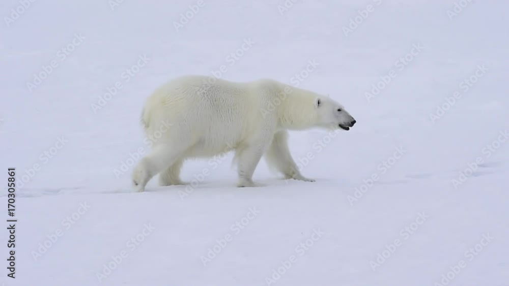 Polar bear walking on the ice.