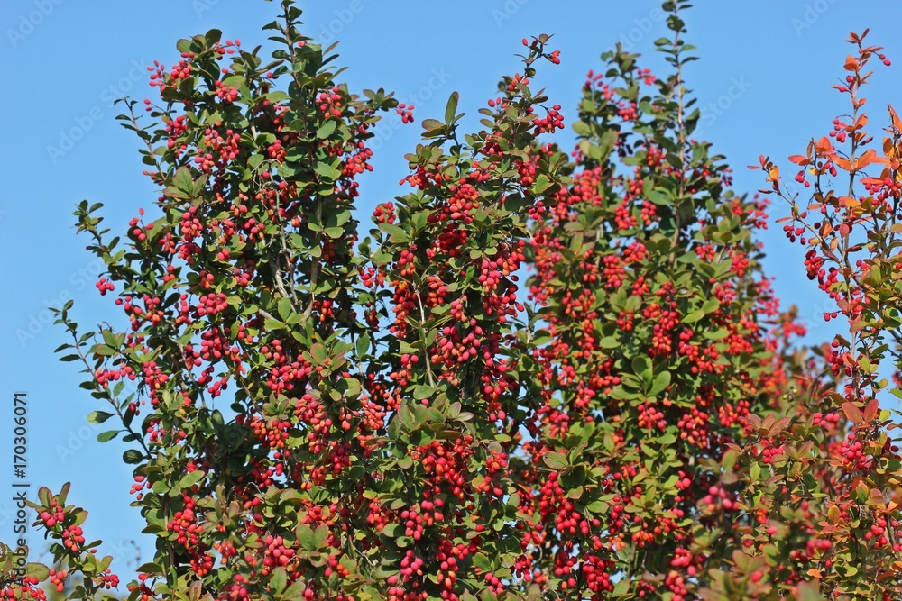 Gewöhnliche Berberitze (Berberis vulgaris) mit Beeren
Gewöhnliche Berberitze (Berberis vulgaris) mit Beeren