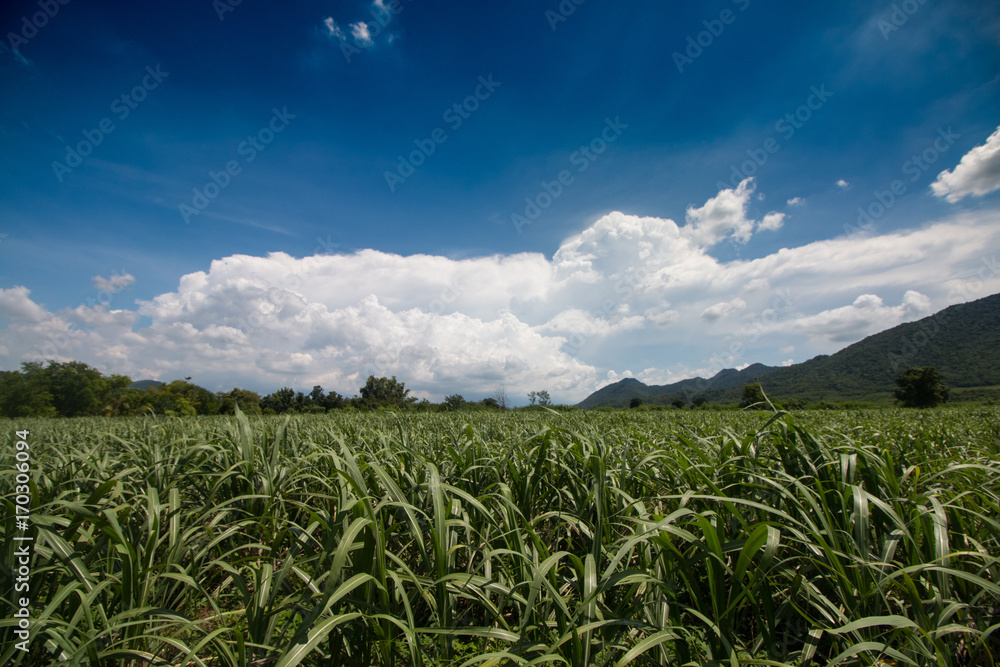 sugarcane field sugarcane field