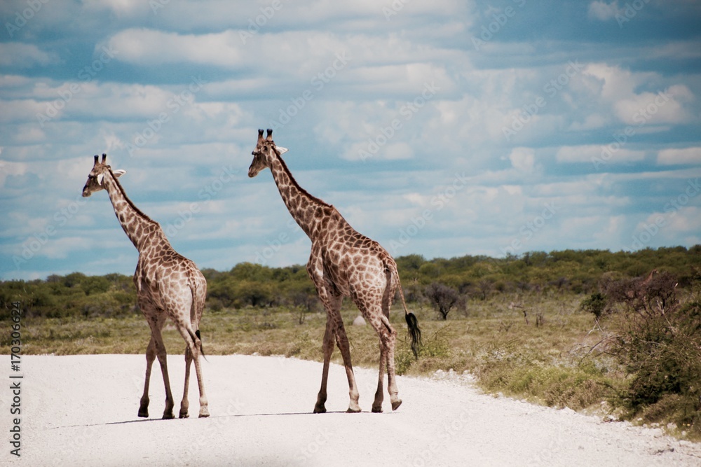 Obraz premium giraffes crossing our way