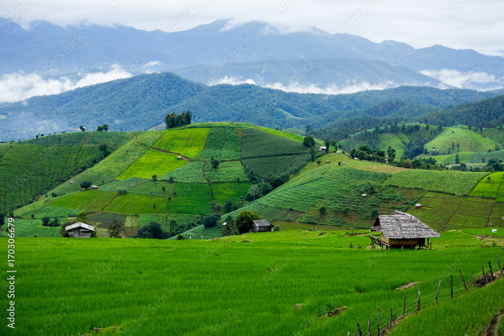 Obraz premium Pa Pong Piang Rice Terraces, northern of thailand, chiangmai