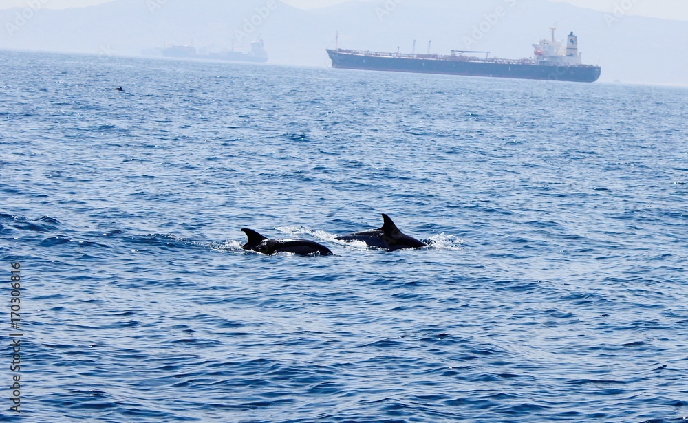Fototapeta premium delfine gibralters