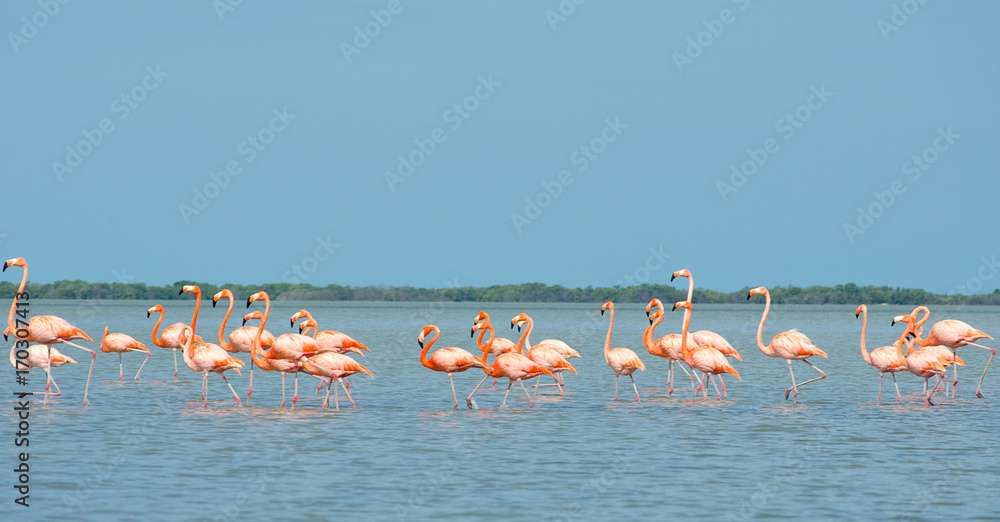 Pink flamingos in lagoon.