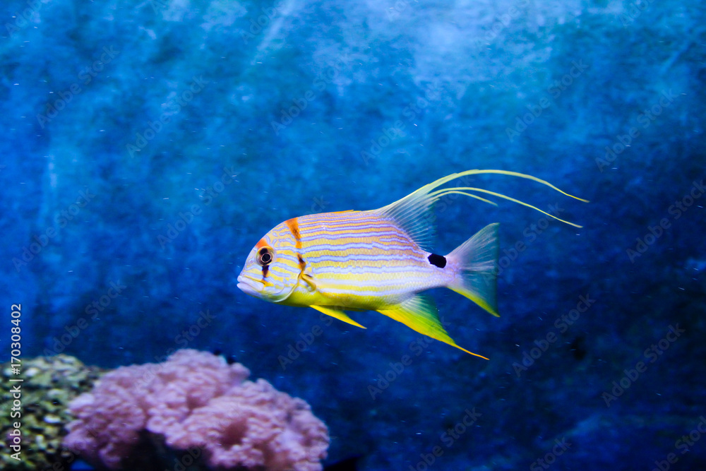 Sailfin snapper (Symphorichthys spilurus) Sailfin snapper (Symphorichthys spilurus)