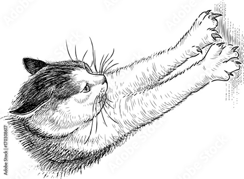 the domestic cat sharpens claws