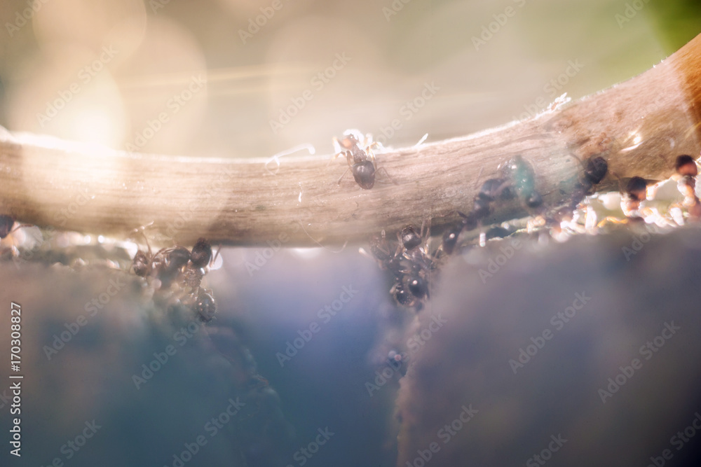 Fototapeta premium Ants macro close up, working together