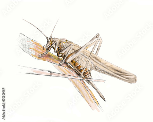  grasshopper, locust / grasshopper, locust digital painting 