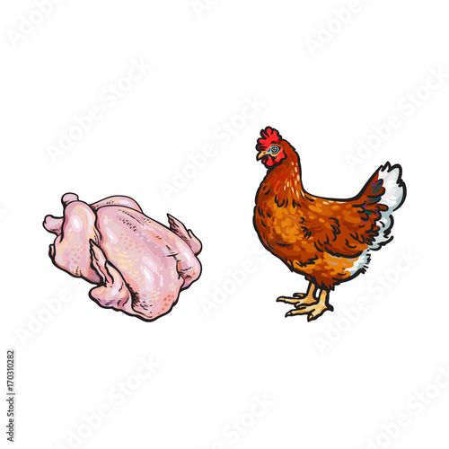 vector chicken and cutted hen carcass sketch cartoon set. Isolated illustration on a white background. Farm domestic bird, poultry raw meat photo