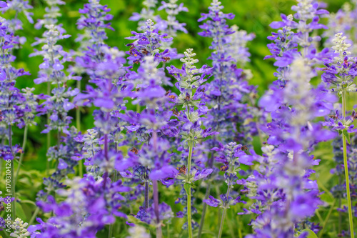 Close up Blue salvia purple flowers blooming in garden under sunlight. Selective focus  natural flower background.  