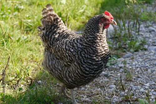 Grausperber Huhn in Freilandhaltung