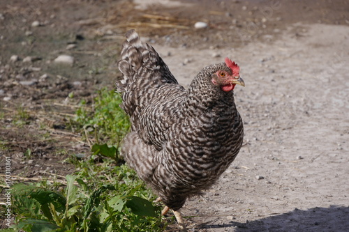 Grausperber Huhn in Freilandhaltung