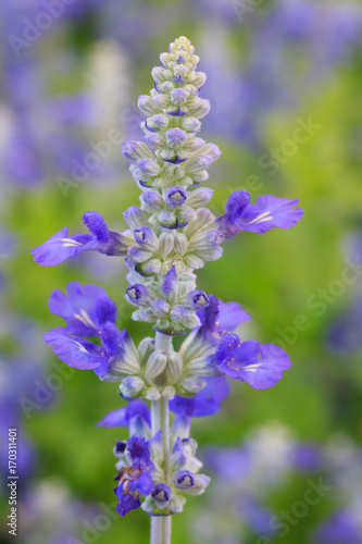 Close up Blue salvia purple flowers blooming in garden under sunlight. Selective focus  natural flower background.  