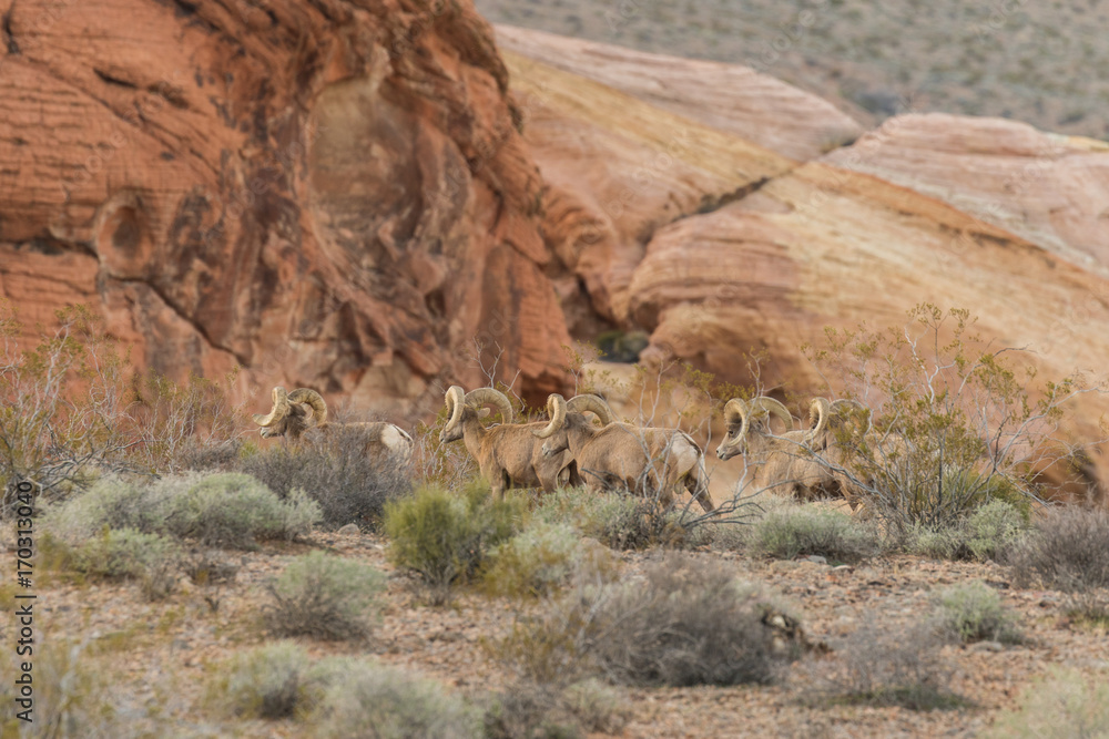 Herd of Desert Bighorn Sheep Rams