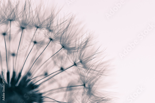 Nahaufnahme Teil einer Pusteblume hellem Hintergrund mit leichtem Farbeffekt