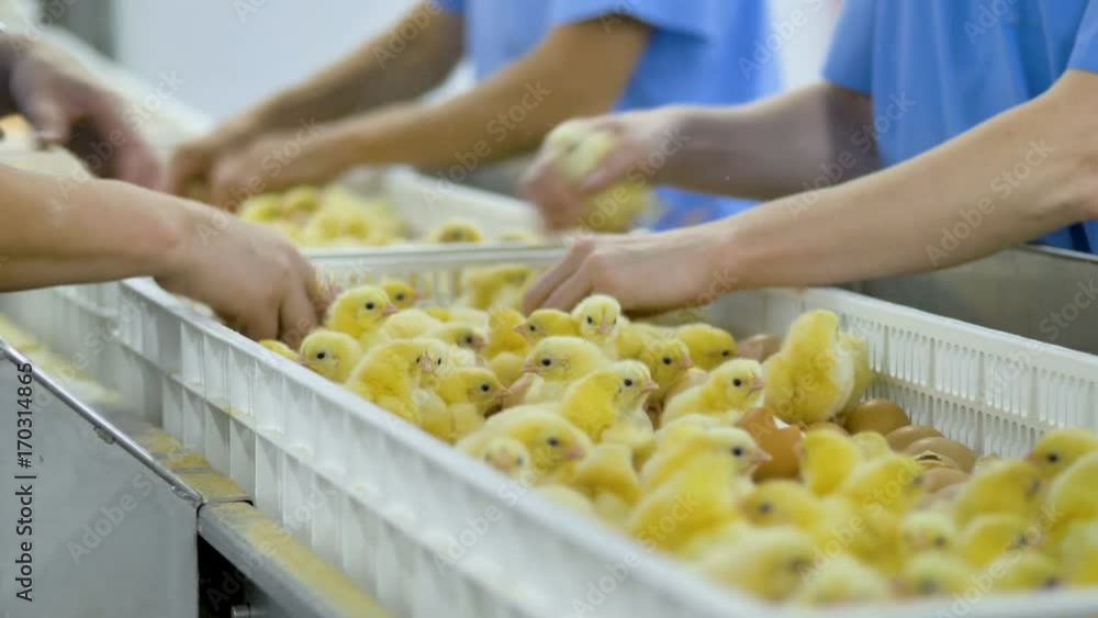Chicken farm workers sorting chicks at a modern conveyor. Chicken farm workers sorting chicks at a modern conveyor.